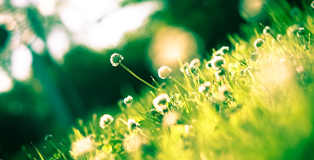 La primavera rumbera